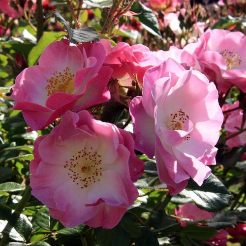 Shop - Rosa Regensberg™ - rosa-weiß - floribundarosen - diskret duftend - Samuel Darragh McGredy IV. - Hervorragend für Blumenbeete und Solitair- Gruppen.